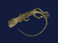 藏品(斯文豪氏攀蜥)的圖片